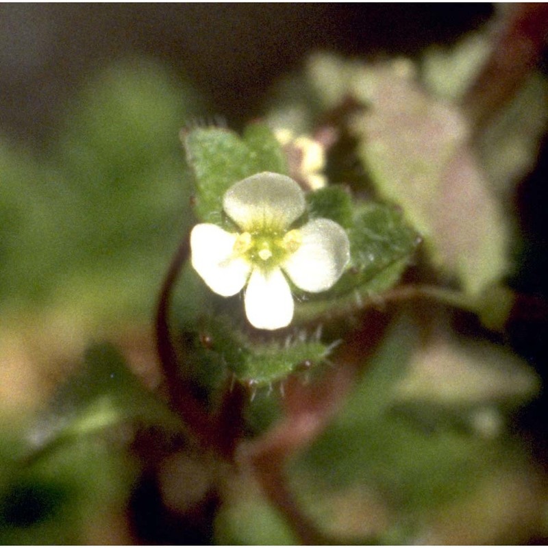 veronica cymbalaria bodard