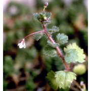 veronica cymbalaria bodard