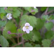 veronica cymbalaria bodard