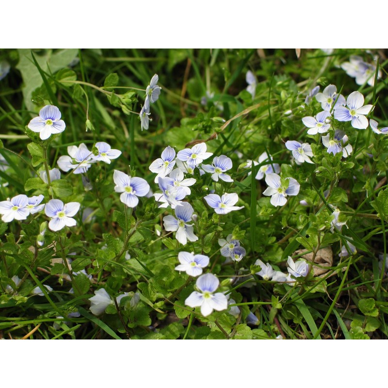 veronica filiformis sm.