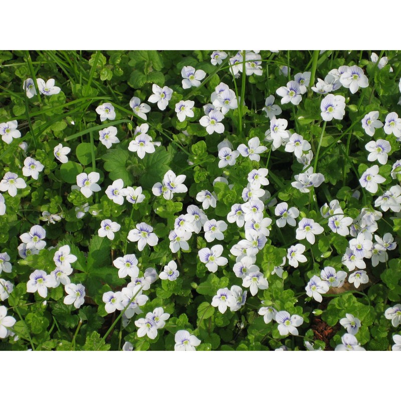 veronica filiformis sm.