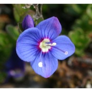 veronica fruticans jacq.