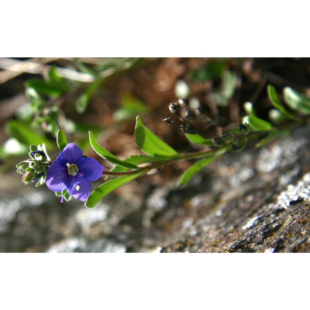 veronica fruticans jacq.