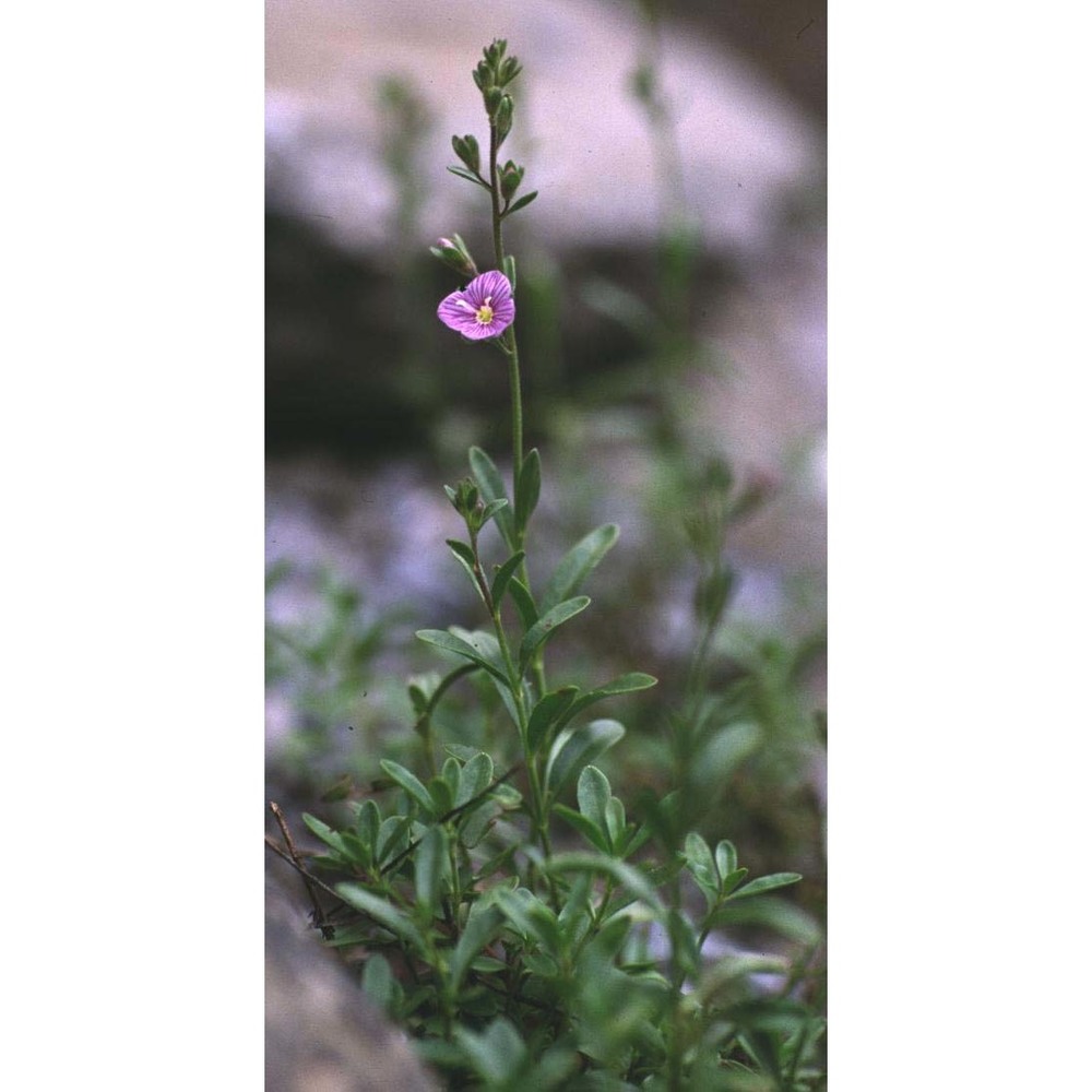 veronica fruticulosa l.