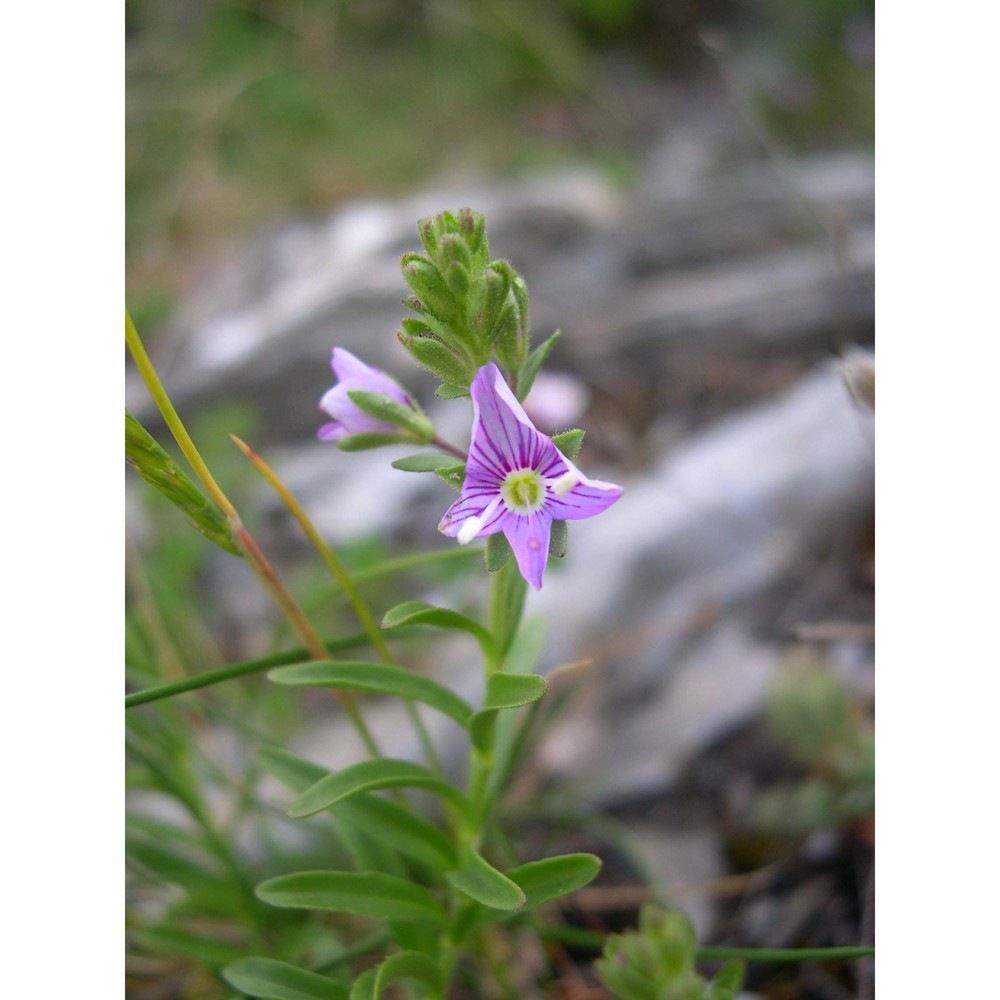 veronica fruticulosa l.