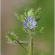 veronica hederifolia l.