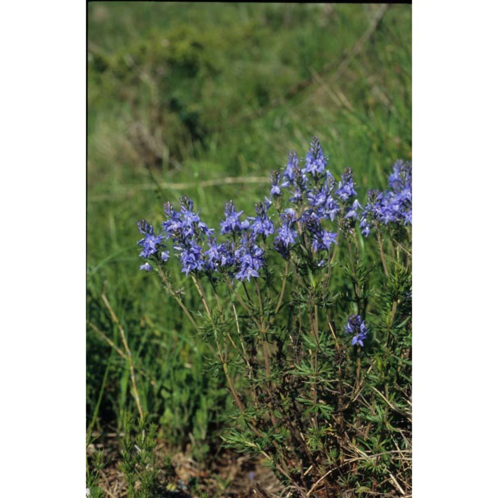 veronica jacquinii baumg.