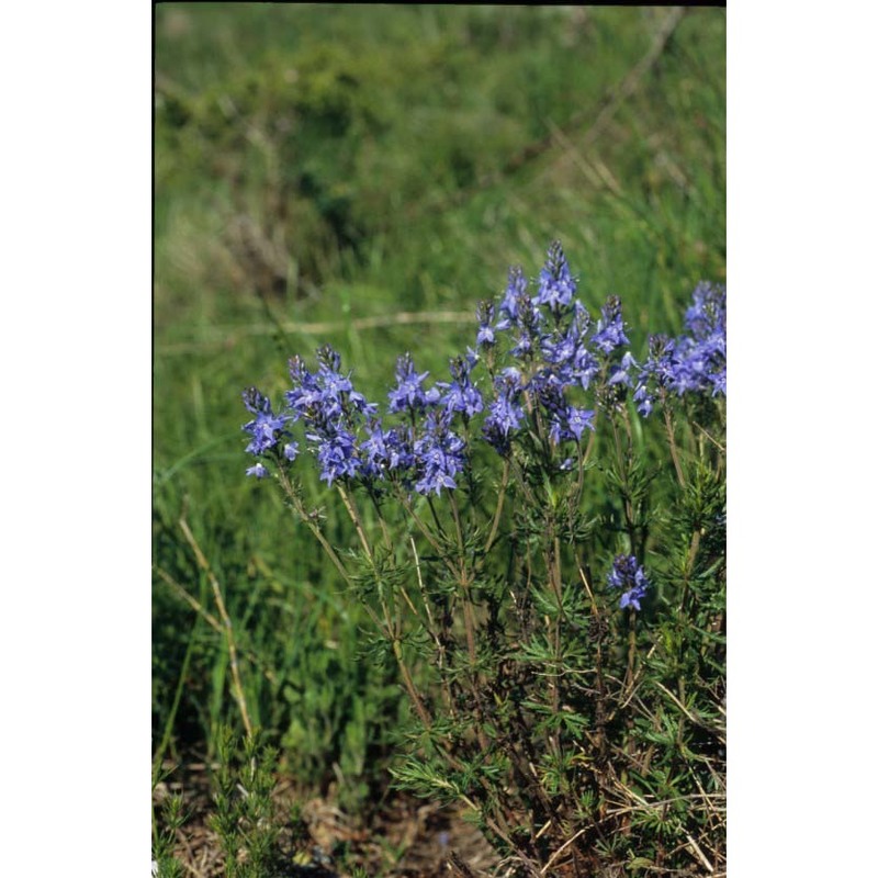 veronica jacquinii baumg.