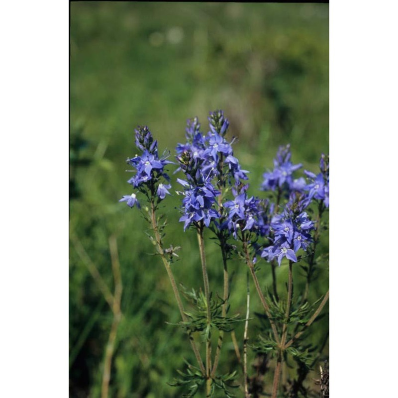 veronica jacquinii baumg.