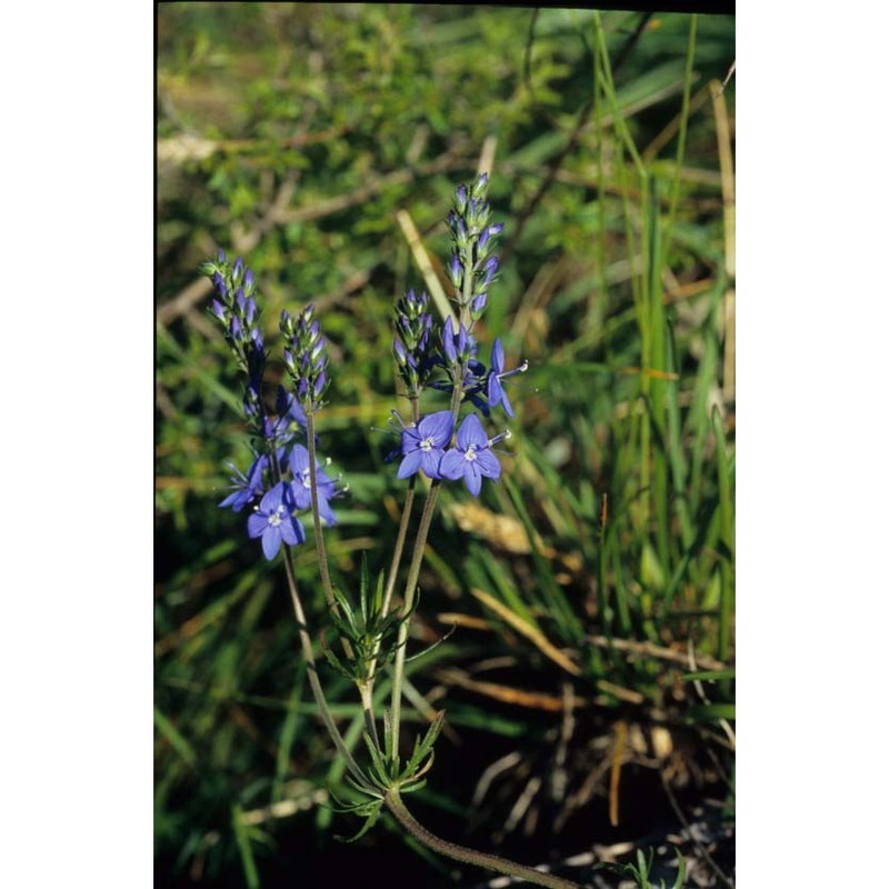 veronica jacquinii baumg.