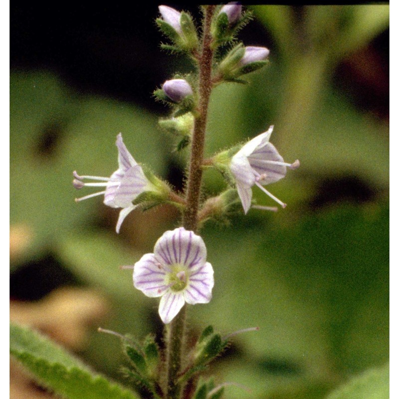 veronica officinalis l.