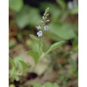 veronica officinalis l.