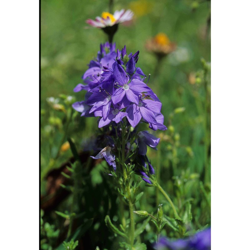 veronica orsiniana ten.