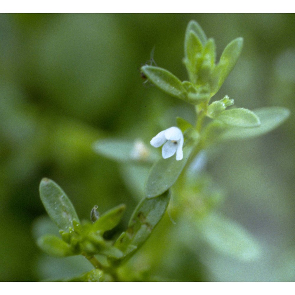 veronica peregrina l.