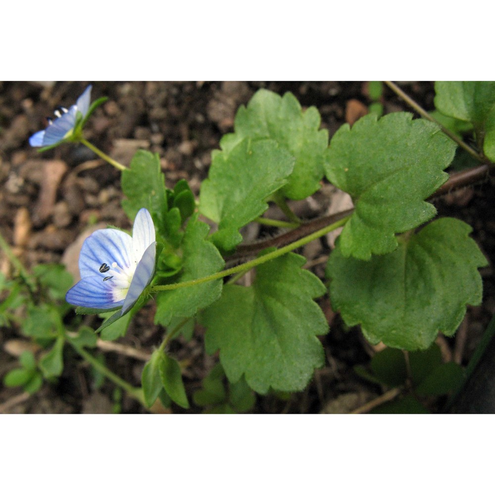 veronica persica poir.