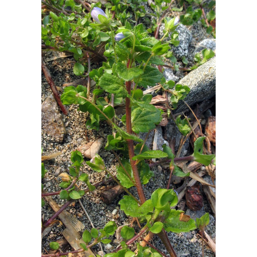 veronica persica poir.