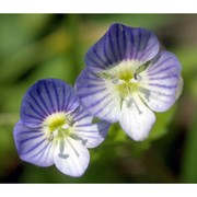 veronica persica poir.