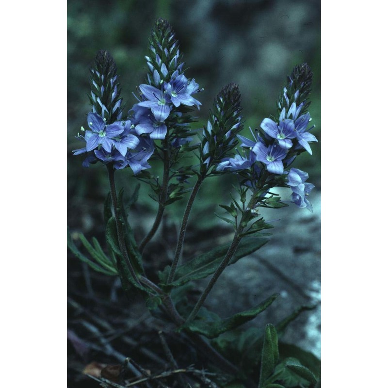 veronica prostrata l. subsp. prostrata