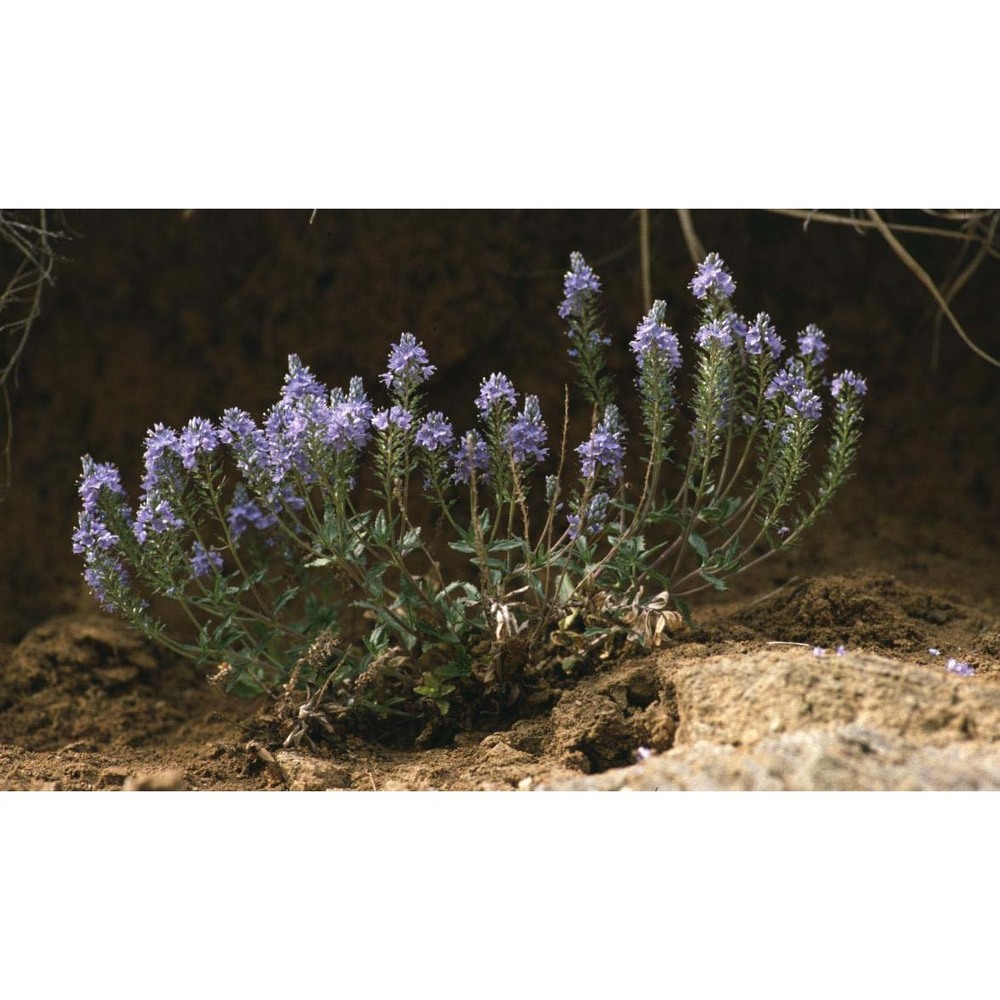 veronica prostrata l. subsp. prostrata