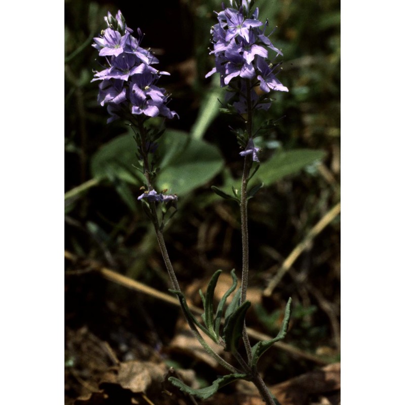 veronica prostrata l. subsp. prostrata