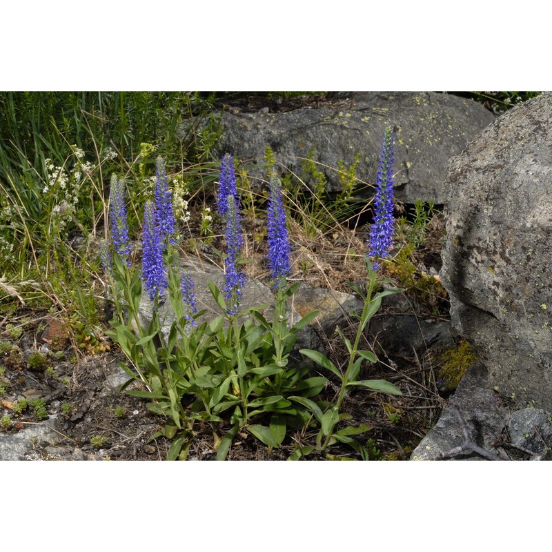 veronica spicata l.