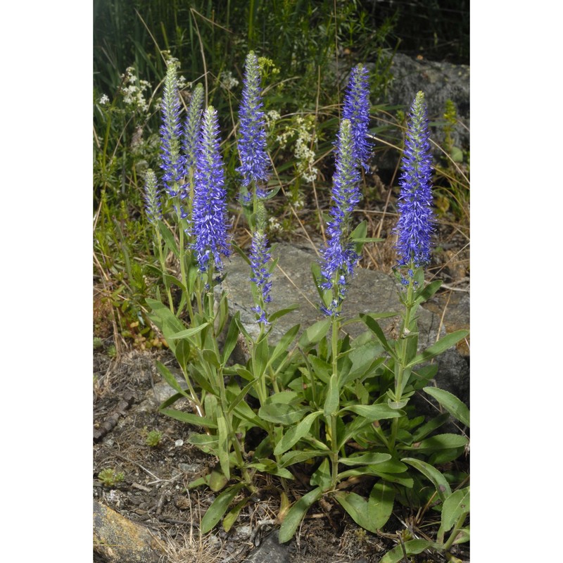 veronica spicata l.