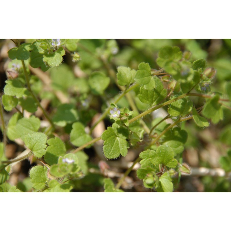 veronica sublobata m. a. fisch.