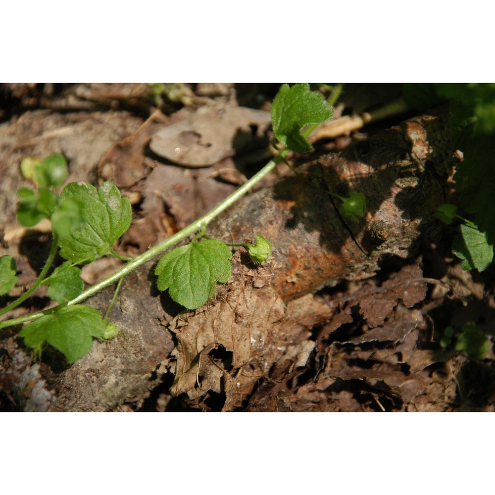 veronica sublobata m. a. fisch.