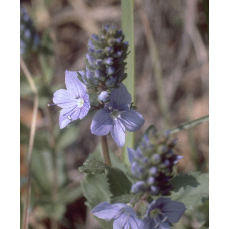 veronica teucrium l.