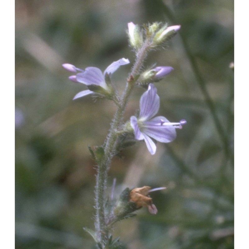 veronica teucrium l.