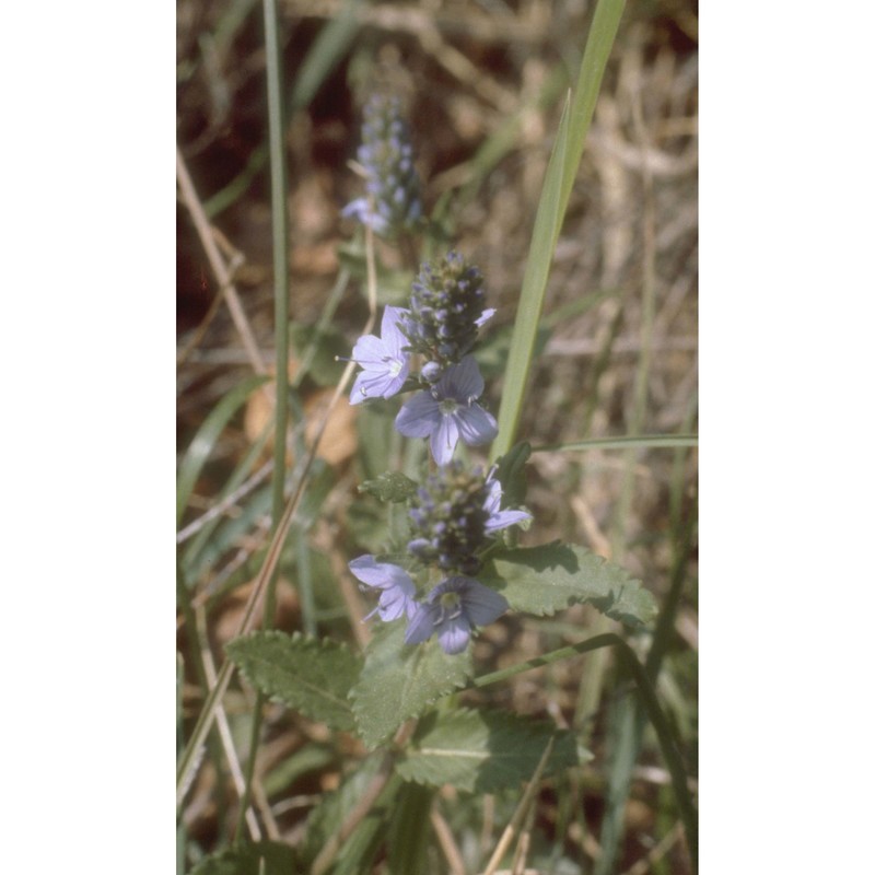 veronica teucrium l.