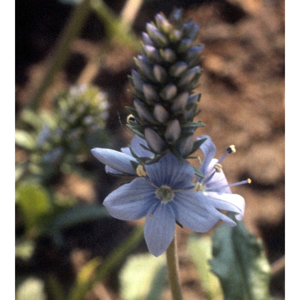 veronica teucrium l.