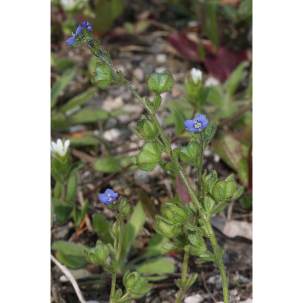 veronica triphyllos l.