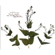 veronica urticifolia jacq.