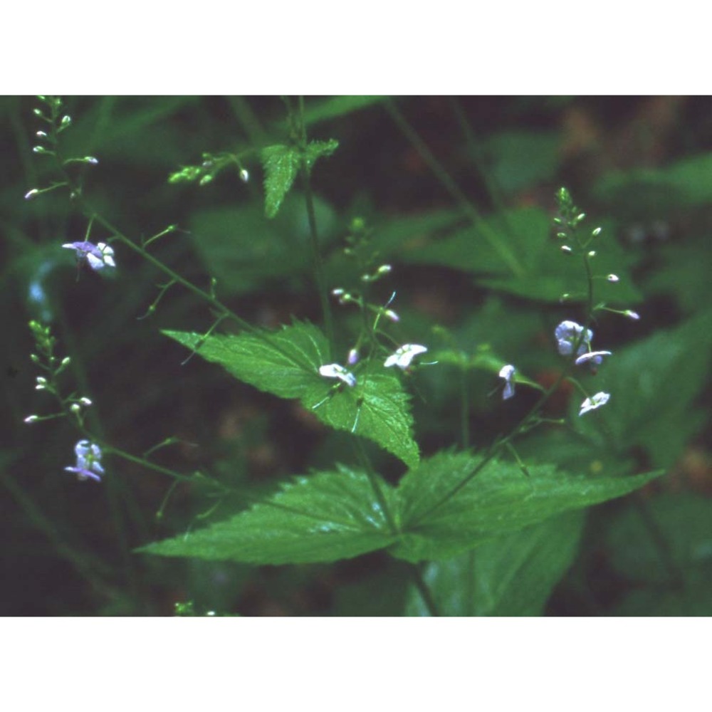 veronica urticifolia jacq.