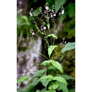 veronica urticifolia jacq.