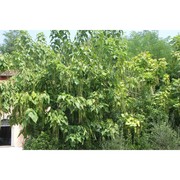 catalpa bignonioides walter