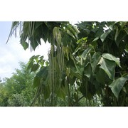 catalpa bignonioides walter