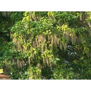 catalpa bignonioides walter