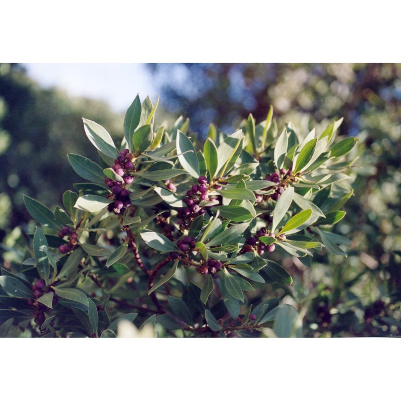 myoporum insulare r. br.