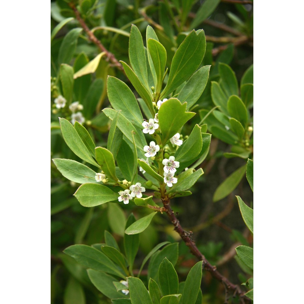 myoporum insulare r. br.