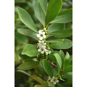 myoporum insulare r. br.