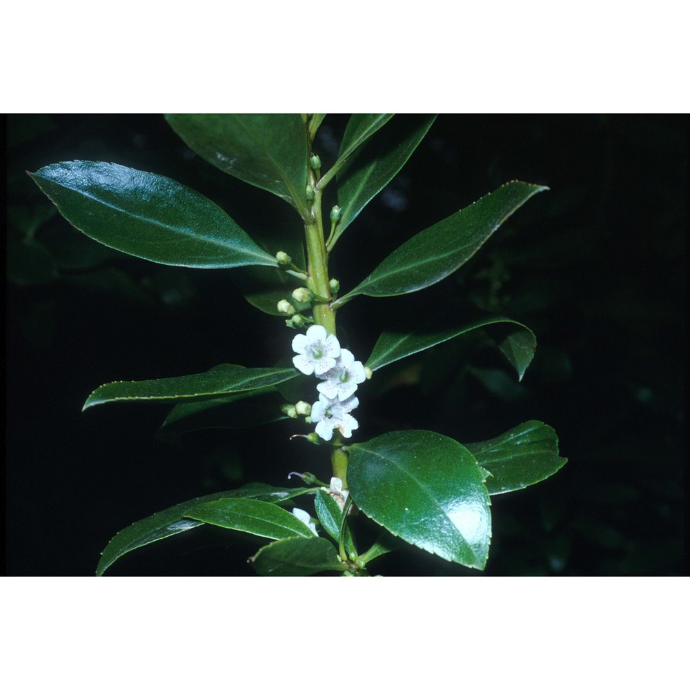 myoporum laetum g. forst.