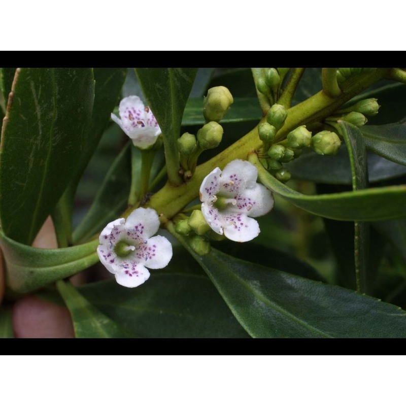 myoporum laetum g. forst.