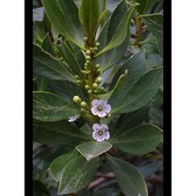 myoporum laetum g. forst.