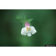 mazus pumilus (burm. fil.) steenis