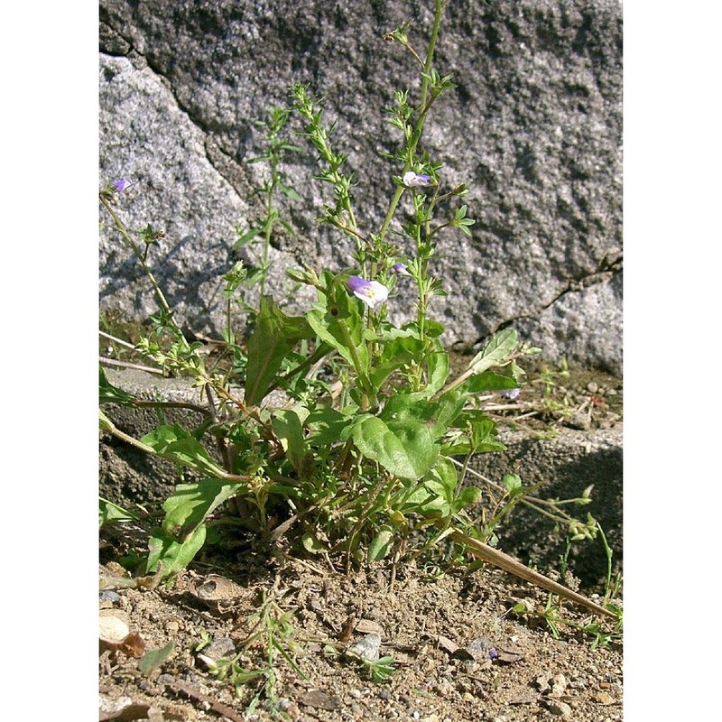 mazus pumilus (burm. fil.) steenis