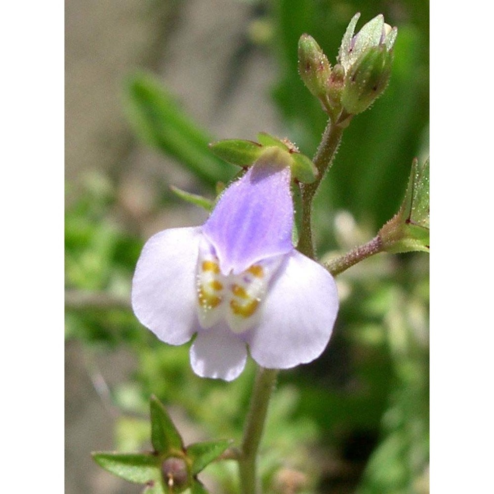 mazus pumilus (burm. fil.) steenis