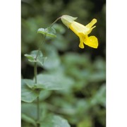 mimulus guttatus dc.