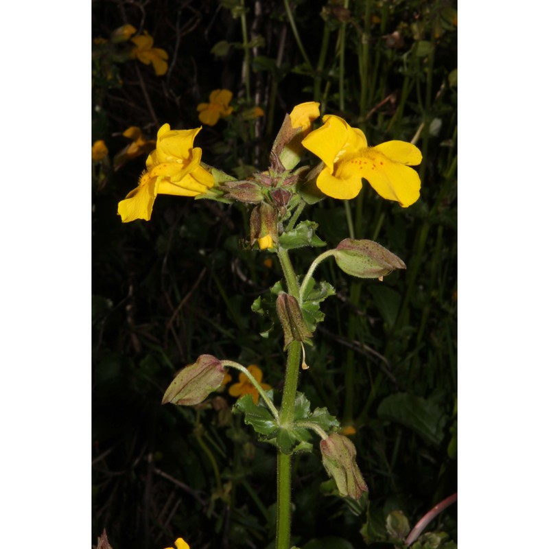 mimulus guttatus dc.